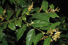 Xanthophyllum arnottianum